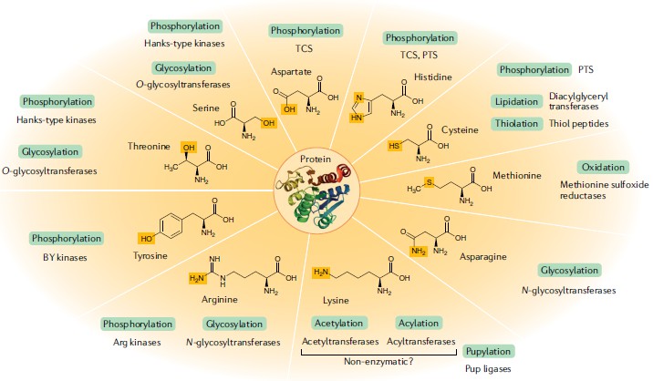Advancements in Protein Methylation Research